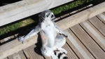 DKG_KG