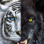 wolves and Tigers
