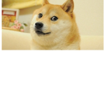 Woof woof for ever