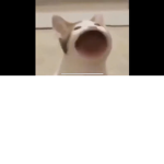 Pop pop cat group