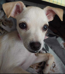 I WANT DOGS!!!