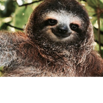 Teh Sloth Squadd
