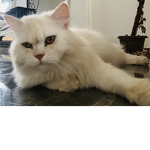 Leo: meow meow