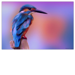 The ice bird gang.