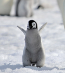 PENGIN REPUBLIC