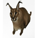 AR aka the animal army