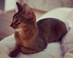 LemonCat group