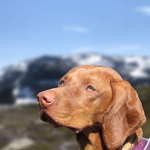 Quacky Labs