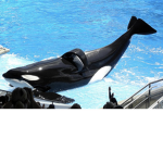 seaworld's orcas