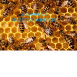 The burts bees