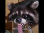 smelly raccoons