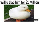 Duck Lord's Cult