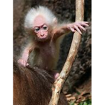 chimpanzee soup
