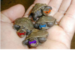turtle gang web