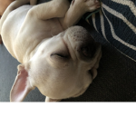 MMy 9week old puppy named Winston