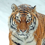 *Tiger Tribe*
