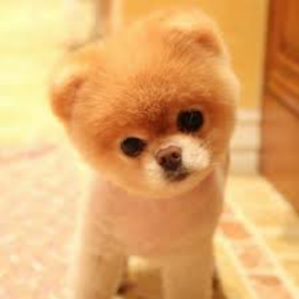 Cute dog! Roblox decal