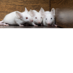 Da mouse baby
