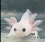 Axolotl fan club/group