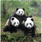 My panda's