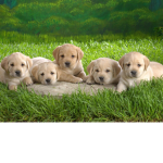 Puppy Squad United