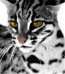 The Black Cat