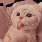 cats group only