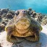 TurtleTurtleTim