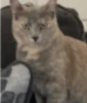 Me cat toast army