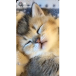 Cool cats rock