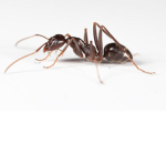 the ant loving people