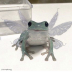 Frog are blue