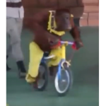 monkeys are awesome but cool ###