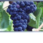 Blueberry Best