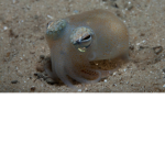 Squid gang bnagers