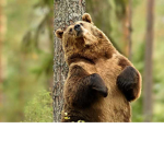 Panda"s Croup