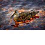 Chillin' Ducks