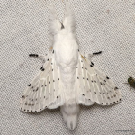 moth United