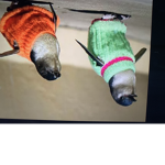 Little baby penguins join join yay