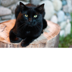 Paws and Claws foundation