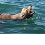 The seal fighters