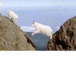 Mountain goat