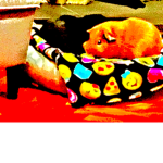 Pooooooooopeeeeeeee