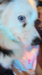 vXmpire