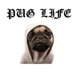 Pug life.