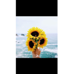 sunflower angels