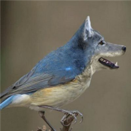 Wolf bird/Bird dog Roblox decal