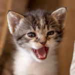 Roaring Kitty