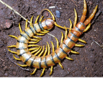 Centipedes United