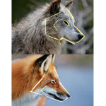Fennicfoxes